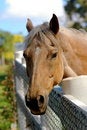Free Friendly Horse Stock Photography - 3953672