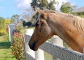 Free Friendly Horse Royalty Free Stock Photo - 3953675