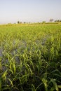 Free Crop Fields Stock Photos - 3954753