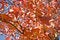 Free Red Autumn Leaves Royalty Free Stock Images - 3951389