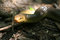 Free Snake Stock Photography - 3956342