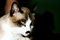 Free Staring Cat Stock Photography - 3963852