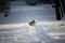 Free Dog In The Snow Stock Photography - 3964732