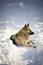 Free Dog In The Snow Royalty Free Stock Photos - 3964808
