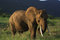 Free Elephant Eating Grass Stock Image - 3965131