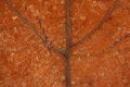 Free Dead Brown Leaf Veins Macro Stock Photography - 3972012