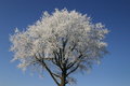Free Winter In Holland Royalty Free Stock Photos - 3973328