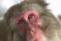 Free Wondering Eyes Royalty Free Stock Images - 3975119