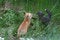 Free Two Red Fox Kits Playing In The Grass Stock Photos - 3975383