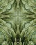 Free Icy Pine Needle Cross Stock Image - 3977711