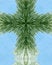 Free Icy Pine Needle Cross Stock Image - 3977721