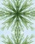 Free Icy Pine Needle Cross 5 Stock Photo - 3977770