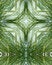 Free Icy Pine Needle Cross 7 Stock Photos - 3977803