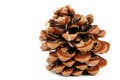 Free Pine Cone Stock Photo - 3982090