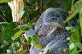 Free Koala Bear Stock Photography - 3985072