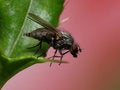 Free Urinate Fly Stock Photography - 3987682