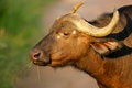 Free Cape Buffalo Stock Images - 3988904