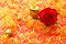 Free Holiday Background With A Gift Royalty Free Stock Image - 3981116