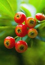 Free Red Pyracantha Stock Photo - 3990740