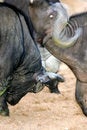Free Cape Buffalo Stock Photography - 3991142