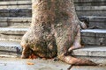 Free Steps And Tree Royalty Free Stock Photos - 3991658