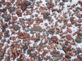 Free Cobbles In Snow On The Agate Beach Stock Images - 3993754