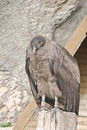 Free Andes Condor Royalty Free Stock Images - 3996359