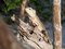 Free Lizard On The Tree Royalty Free Stock Images - 3991729