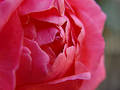 Free Blooming Rose Royalty Free Stock Photos - 41238