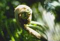 Free Fiddlehead Royalty Free Stock Images - 45409