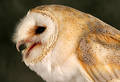 Free Barn Owl Royalty Free Stock Photos - 48368