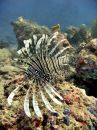 Free Exotic Lionfish Stock Image - 400411