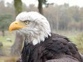Free Bald Eagle Stock Image - 405161