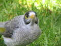 Free Little Bird Royalty Free Stock Photography - 405717