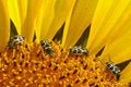 Free Bugs In Line Royalty Free Stock Image - 406306