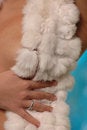Free Rabbit Fur Royalty Free Stock Images - 406309