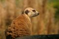 Free Meerkat Stock Photography - 407552