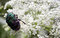 Free Rose Chafer Royalty Free Stock Photography - 403637