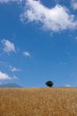Free Field Of Oats Stock Photography - 4000312