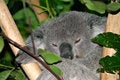 Free Koala Bear Stock Images - 4002684