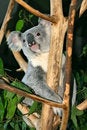 Free Koala Bear Royalty Free Stock Photography - 4002687