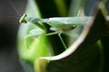 Free Pray Mantis Stock Photography - 4003842