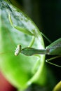 Free Pray Mantis Royalty Free Stock Photography - 4003867
