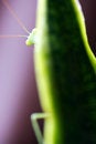 Free Pray Mantis Stock Images - 4003874