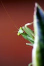 Free Pray Mantis Royalty Free Stock Image - 4003936