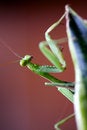 Free Pray Mantis Stock Photo - 4003950