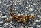 Free Moloch Horridus Aka Thorny Devil Royalty Free Stock Photography - 4005517