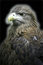 Free White Tailed Sea Eagle Stock Image - 4006251