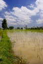 Free Crop Fields Stock Images - 4011624