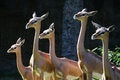 Free Gerenuk Females Royalty Free Stock Images - 4012339